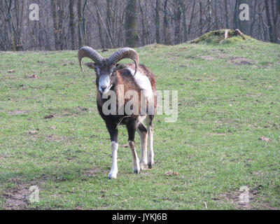 20170307 Ovis gmelini musimon 4 Stockfoto