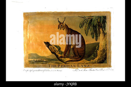 7, Persische, Lynx, Charles Catton's Tiere (1788) Stockfoto