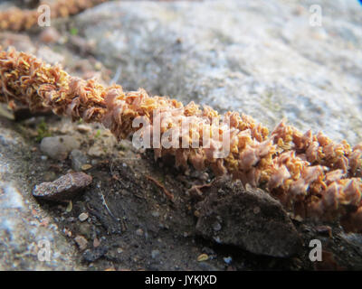 Corylus avellana 6 20170315 Stockfoto