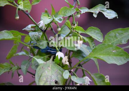 Paprika, Paprika, Capsiceae, Paprika, Chilis, rote und grüne Paprika, Paprika, Capsicum annuum Stockfoto