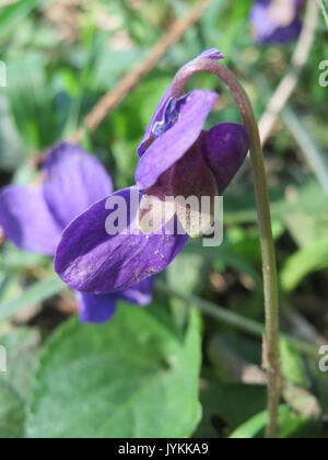 20170326 Viola odorata 2 Stockfoto