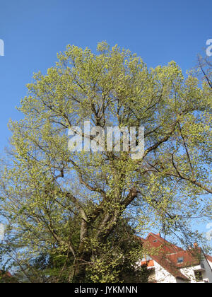 20170403 Ulmus glabra 1. Stockfoto