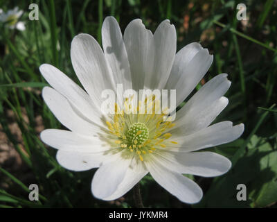 Eine botanische Bezugnahme auf die Anemone nemorosa, eine blühende Pflanzenart, die in gemäßigten Wäldern, insbesondere in Europa und Asien, vorkommt. Bekannt für seine zarten weißen Blüten und seine medizinische Verwendung in traditionellen Praktiken. Stockfoto