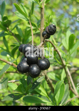 20170408 Ligustrum vulgare Stockfoto