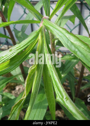20170427 Solidago canadensis 4 Stockfoto