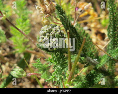 20170430 Achillea millefolium Stockfoto