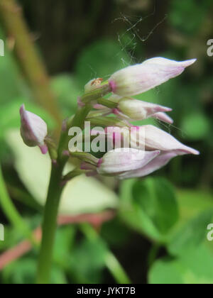 Orchis militaris, auch bekannt als Militärorchidee, ist eine Orchideenart, die in europäischen Graslandschaften vorkommt. Es ist bekannt für seine einzigartige Blütenform, die einem Soldaten ähnelt und ihm seinen Namen gibt. Stockfoto