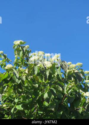 20170517 Cornus sanguinea 5 Stockfoto