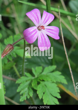 20170520 Geranium robertianum Stockfoto