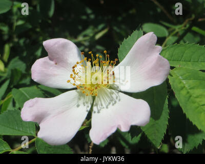 Dieses Bild zeigt Rosa canina, allgemein bekannt als Hunderose, eine Art wilder Rose, die in Europa beheimatet ist und sich durch ihre weißen bis rosa Blüten und rötlichen Früchte auszeichnet. Stockfoto