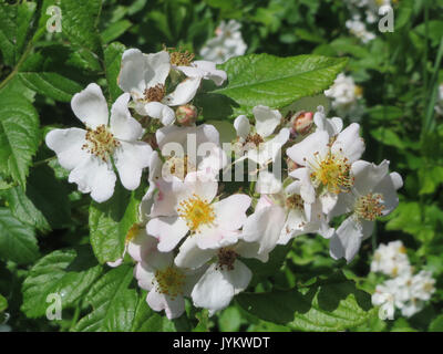 20170525 Rosa multiflora 1. Stockfoto