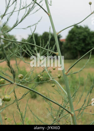 20170603 Asparagus officinalis 2 Stockfoto