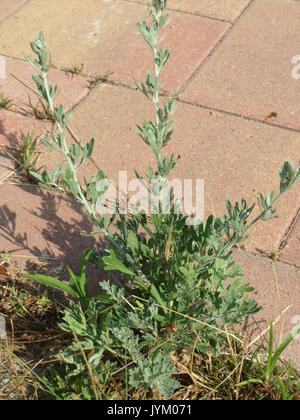20170707 Artemisia Absinthium 1. Stockfoto