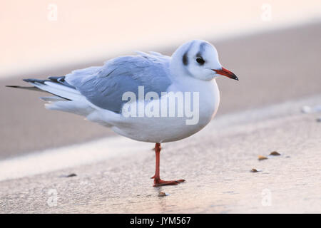 Lachmöwe, Larus ridibundus im Winter Gefieder in der am Ufer des Meeres Stockfoto