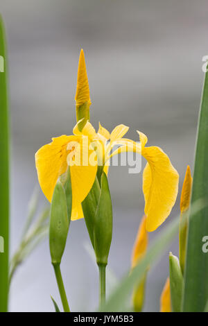 Gelbe Flagge, Iris pseudacorus Blume Stockfoto