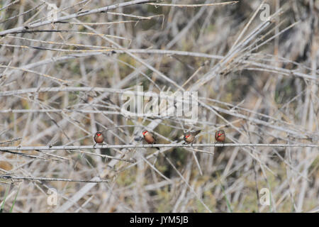 Common waxbill, estrilda astrild vier Vögel sitzen auf Reed Stockfoto