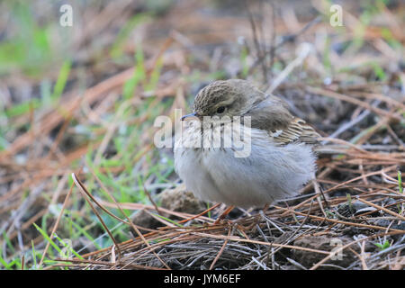 Berthelot von Pieper, Anthus berthelotii auf Gran Caaria, Spanien Stockfoto