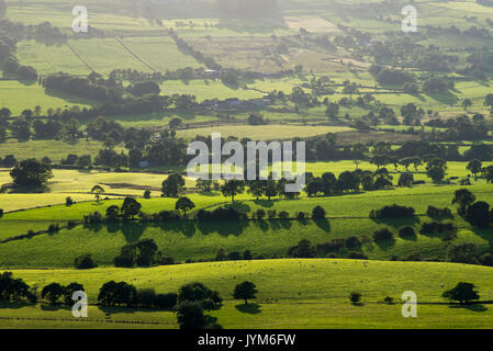 Leuchtenden grünen Felder in der Landschaft in Staffordshire, England. Einen schönen Sommerabend mit weichen, goldenes Sonnenlicht. Stockfoto