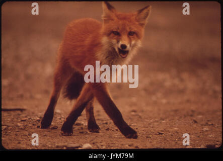 Eine junge weibliche Fuchs in der Nähe von Galbraith Lake Camp 08 1973 Stockfoto