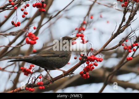 Weibliche Amsel, Turdus merula Fütterung mit Vogelbeeren Stockfoto