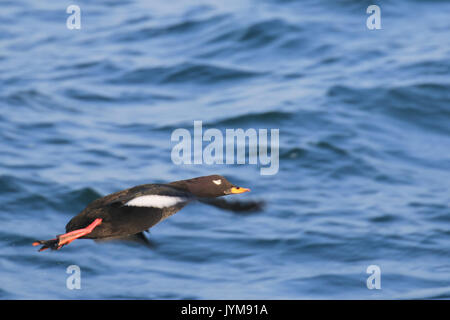 Männliche Velvet Scoter Melanitta fusca, Überwinterung auf offener See, Ostsee Stockfoto