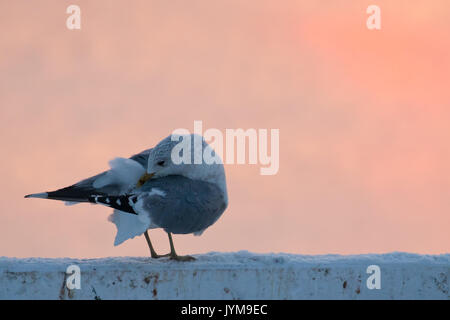 Nach Sturmmöwe, Larus canus Putzen im Morgenlicht Stockfoto