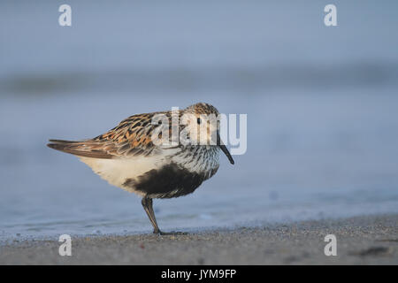 Nach Alpenstrandläufer, Calidris Alpina an der Küste ausruhen Stockfoto