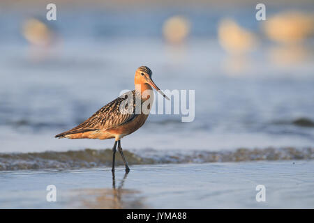 Erwachsene Männchen von Bar-tailed Godwit, Limosa lapponica Nahrungssuche im flachen Meer Wasser Stockfoto