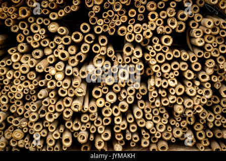 Eine Nahaufnahme, Querschnitt Bild von Bambusrohren als Bug Hotel Stockfoto