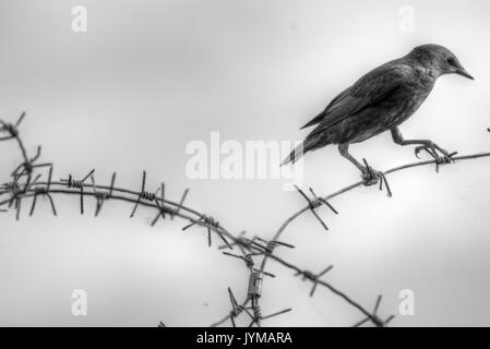 Juvenile Europäischen Starling nach links während auf Stacheldraht in Schwarz und Weiß gehockt Stockfoto