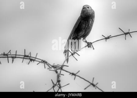 Juvenile Europäischen Starling mit Kopf auf während auf Stacheldraht in Schwarz und Weiß gehockt Stockfoto