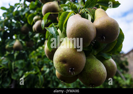 Birnen wachsen auf einem Baum in einem Garten in London Stockfoto