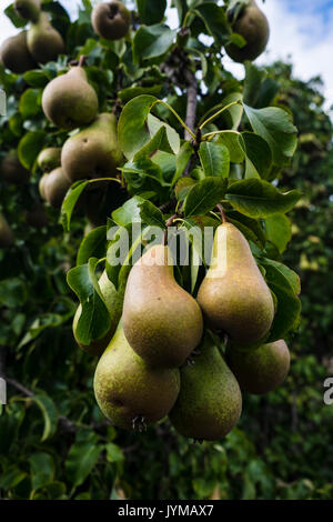 Birnen wachsen auf einem Baum in einem Garten in London Stockfoto