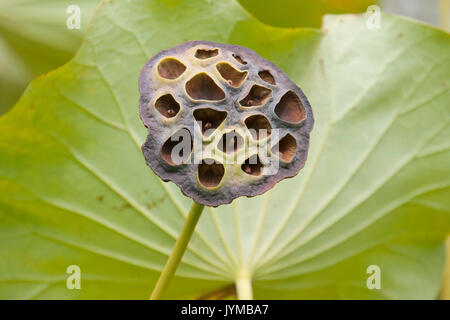 Lotus Flower seed Pod Stockfoto