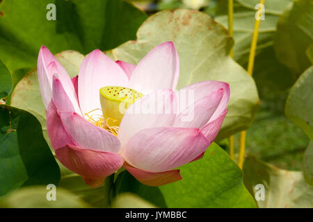 Die lotuspflanze Stockfoto