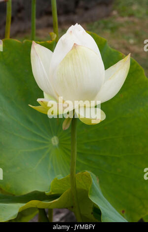 Die lotuspflanze Stockfoto