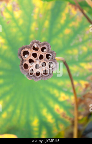 Samenkapseln des Lotus Blume Stockfoto