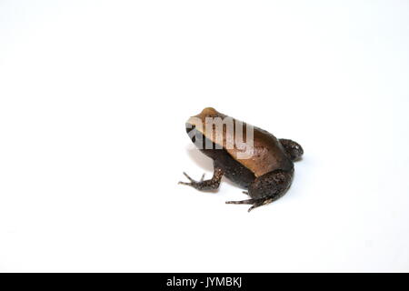 Neu verwandelt madagassischen Tomate Frosch, Dyscophus guineti, auf weißem Hintergrund, Sambava Madagaskar, Nachzuchten Froglet, UK-Studio Stockfoto