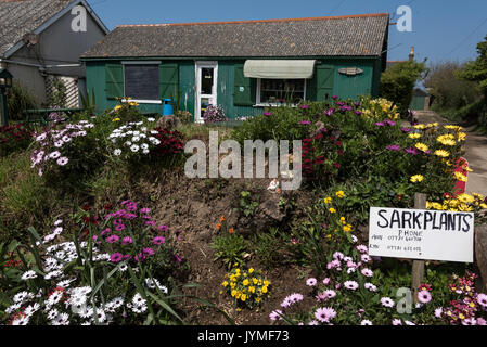 Ein kleines Dorf auf der Insel Sark in der Channel Islands, Großbritannien Stockfoto