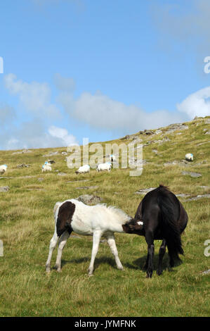 Ponys oder Pferde am rauhen Tor, Bodmin Moor in Cornwall ein Fohlen und seiner Mutter nahe zusammen mit blauem Himmel im Hintergrund. Stockfoto