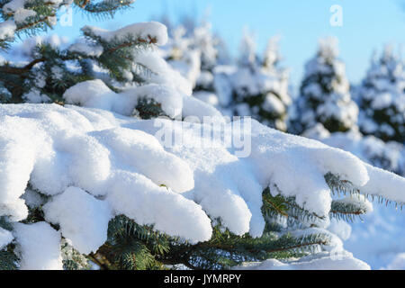 Tanne Blue Spruce im Schnee Nahaufnahme einer Zweigniederlassung Stockfoto