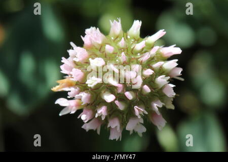 Rosa Blume Blüte thistle Bud Stockfoto