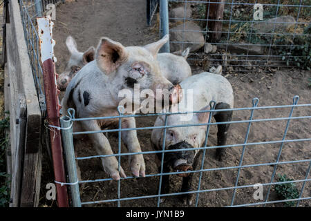 Junge cute Pet organische rosa Hausschweinen in einem schlammigen Hof pen bei Sonnenuntergang, freier Bereich Schweinefleisch, Permakultur, auf dem Bauernhof Stockfoto