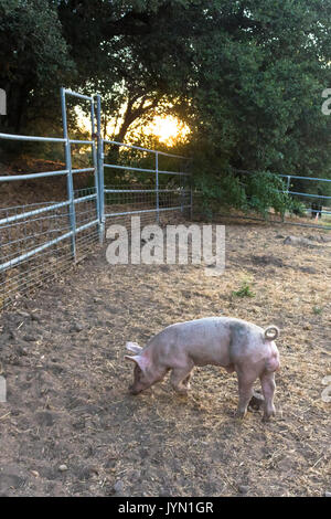 Junge cute Pet organische rosa Hausschweinen in einem schlammigen Hof pen bei Sonnenuntergang, freier Bereich Schweinefleisch, Permakultur, auf dem Bauernhof Stockfoto