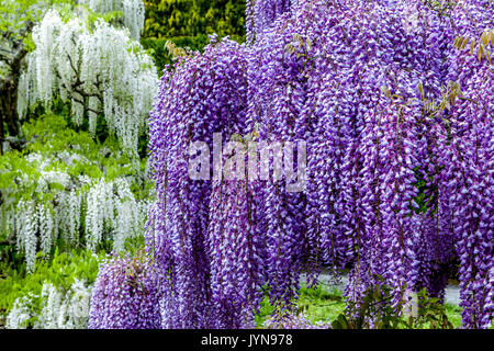 Blühende Glyzinie in Garten, Weiß und Violett Stockfoto