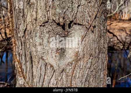 Herz geschnitzt in einem Baum, Wald und Fluss Hintergrund Stockfoto