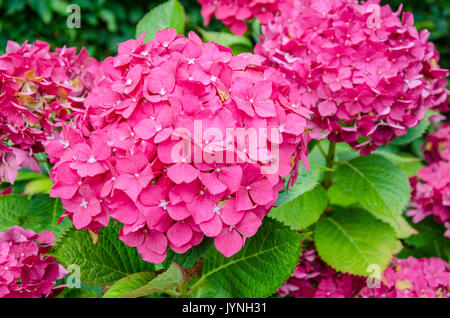 In der Nähe von Rosa hortensie Blumen. Stockfoto