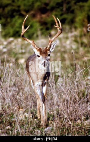 Junge amerikanische weiß Schwanz Rehe wandern in einem offenen medow. Stockfoto