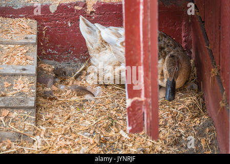 Ente mit einem Ei in einer Barnyard Stockfoto