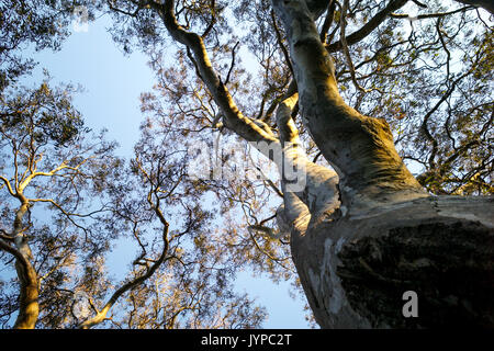 Auf der Suche durch die Äste vor blauem Himmel. Gum Baum neben dem Yarra River am Nachmittag, Sonnenlicht Stockfoto